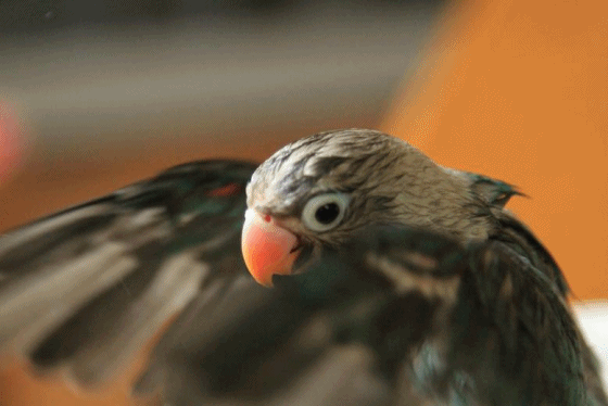c0145250_17133083.gif