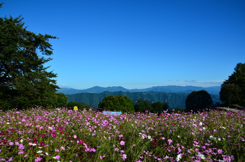 cosmos(長野県・池田町）_e0223456_8515443.jpg