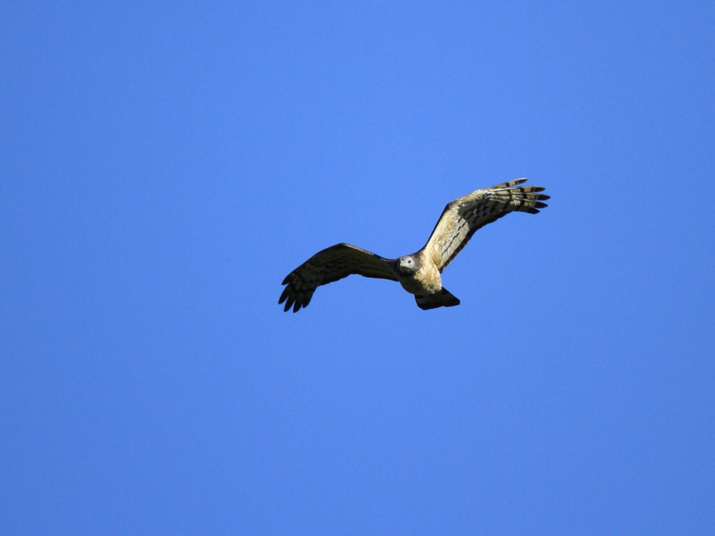 タカの渡り　その３：ハチクマ（Oriental honey-buzzard）_f0230458_21141128.jpg