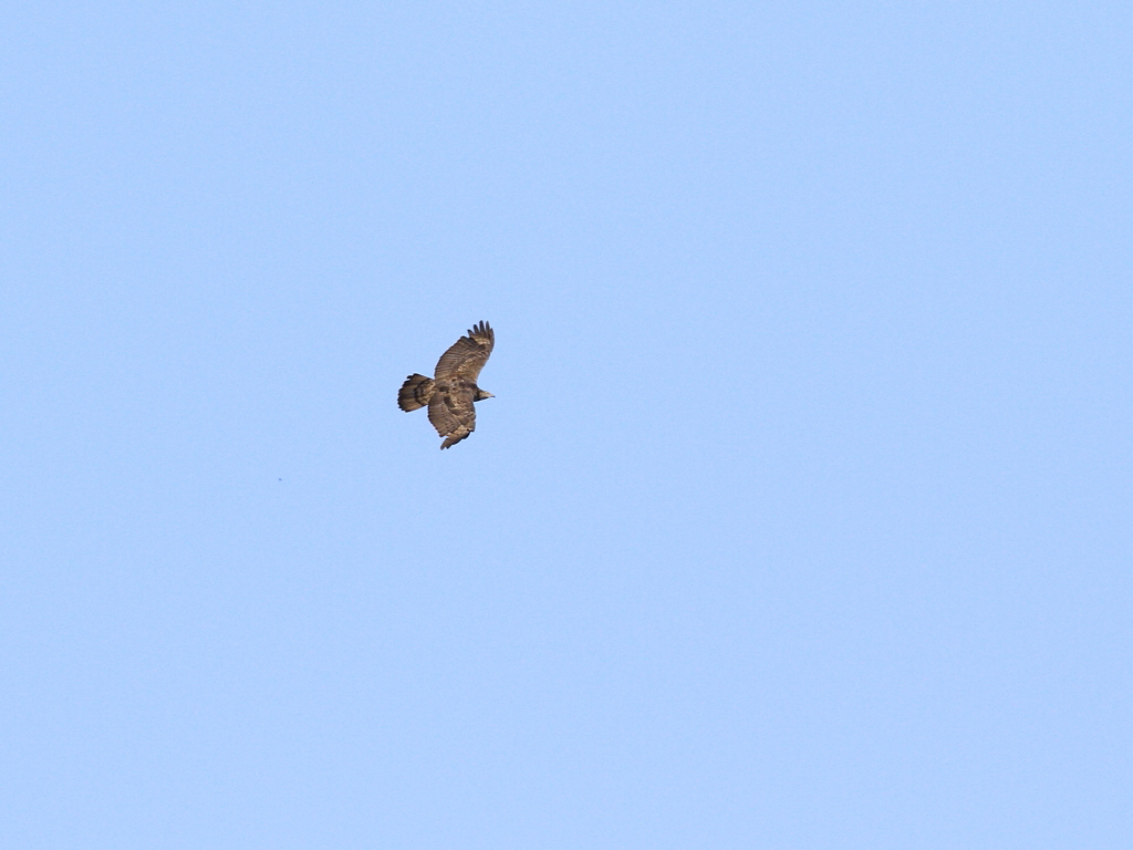 タカの渡り　その３：ハチクマ（Oriental honey-buzzard）_f0230458_21142186.jpg