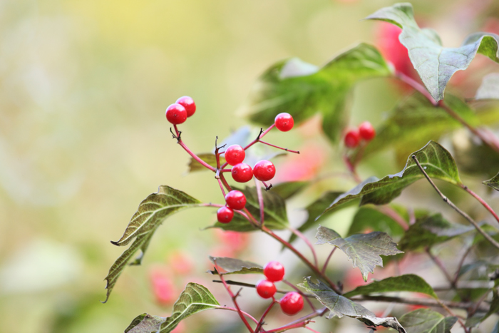 奥日光10月始め 赤い実と紅葉 黄葉の始まり 花と樹と風の中