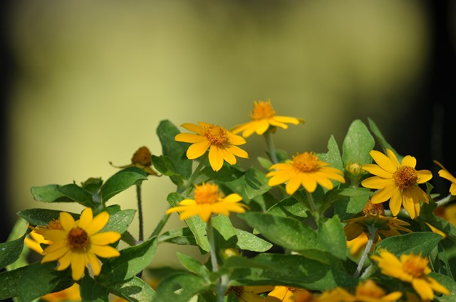 福地山ろく花公園（花いろいろ・1）_e0153963_12111022.jpg