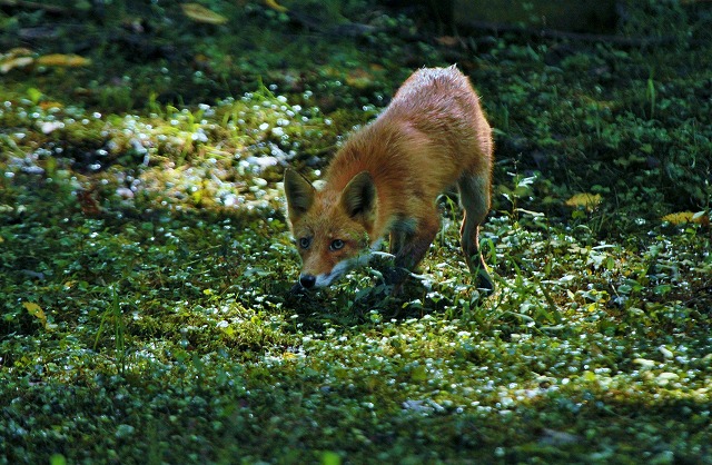 f0000866_33311.jpg