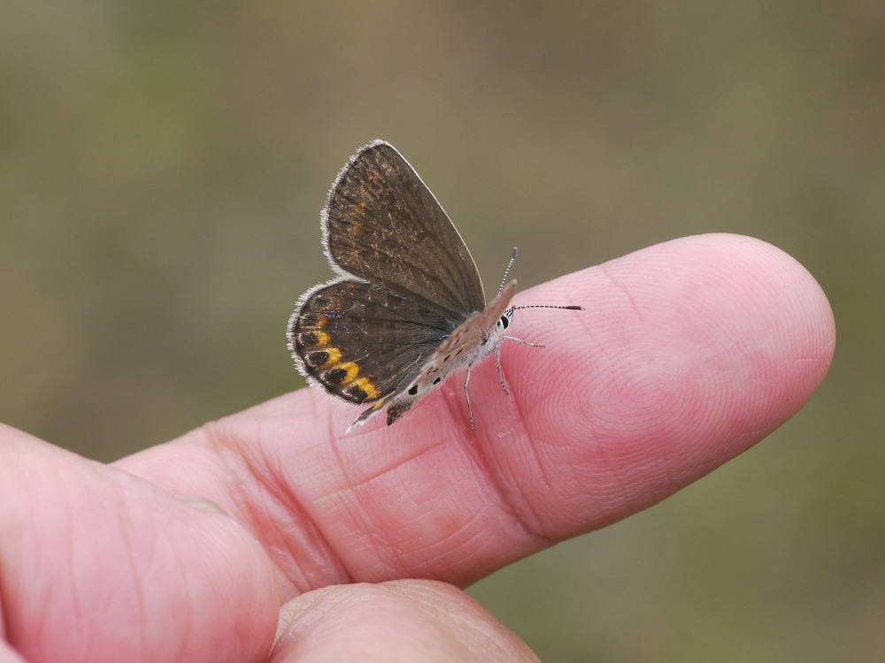 ミヤマシジミ 新鮮個体はいつまで?? 2011.10.2栃木県_a0146869_602278.jpg