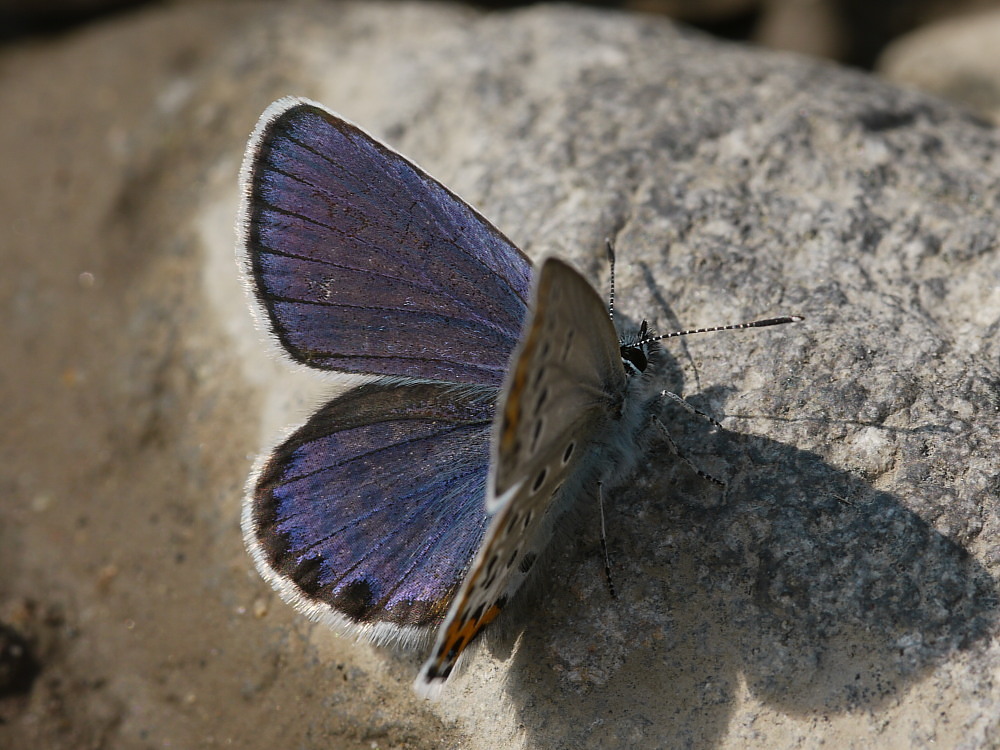ミヤマシジミ 新鮮個体はいつまで?? 2011.10.2栃木県_a0146869_653553.jpg