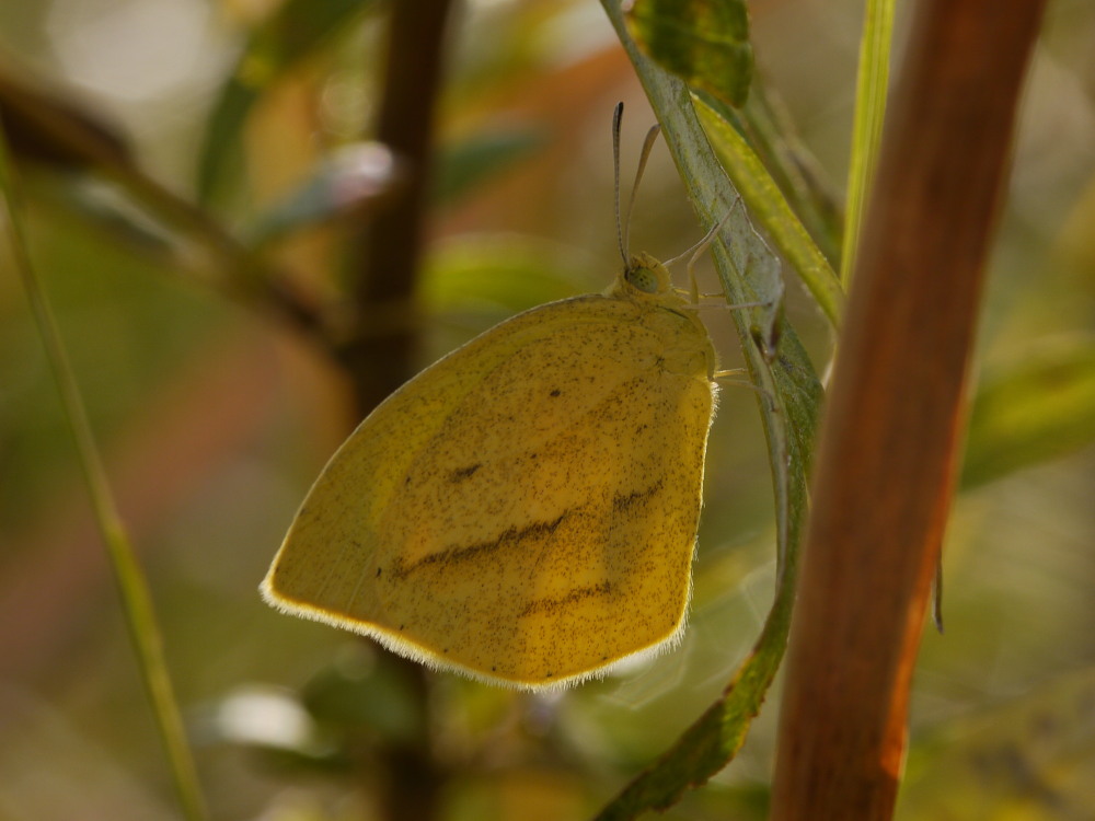 ミヤマシジミ 新鮮個体はいつまで?? 2011.10.2栃木県_a0146869_655752.jpg