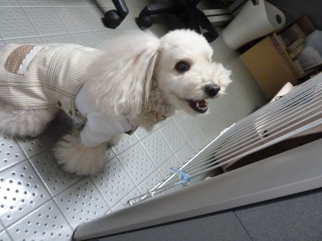 2011.10.6 ご出勤_a0083571_15452046.jpg