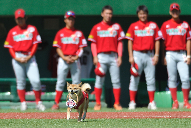 ベースボール犬　わさび　オリスタ編_c0197772_5563339.jpg