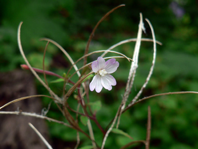 f0083977_14142614.jpg