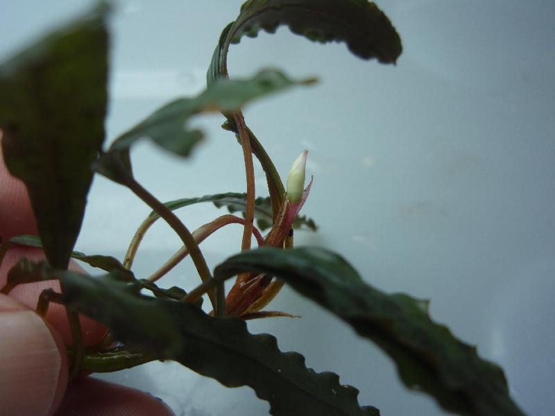 Bucephalandra sp. \'Bonas Baby LL\' \"Nanga Pinoh\"_a0194582_19135320.jpg