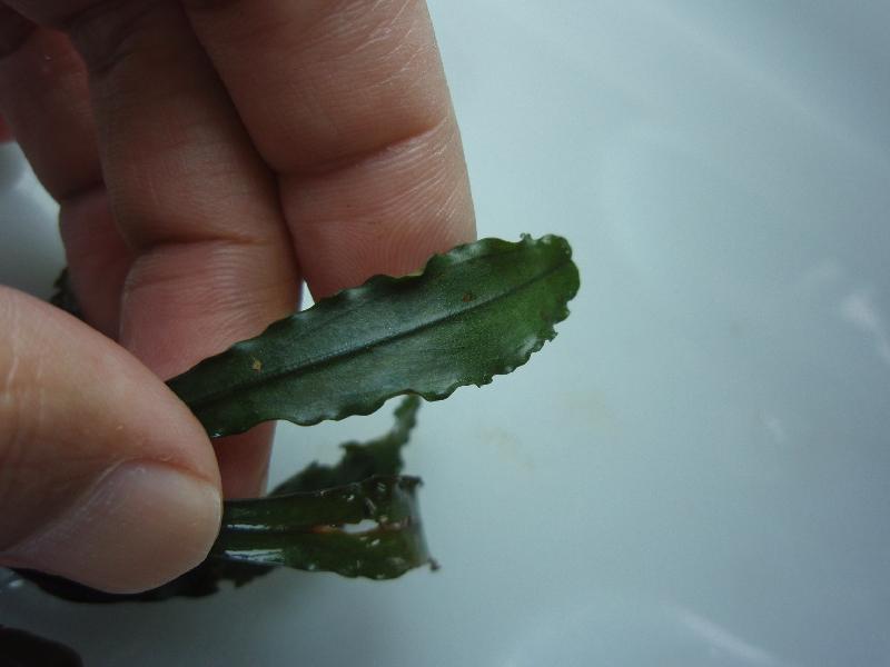 Bucephalandra sp. \'Bonas Baby LL\' \"Nanga Pinoh\"_a0194582_1914294.jpg