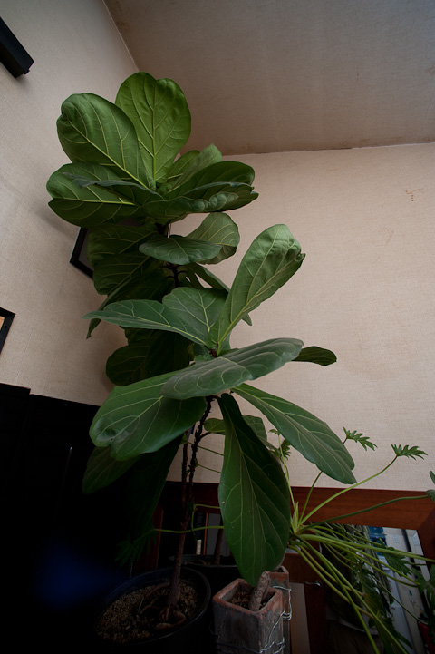 c0002682_2325771.jpg