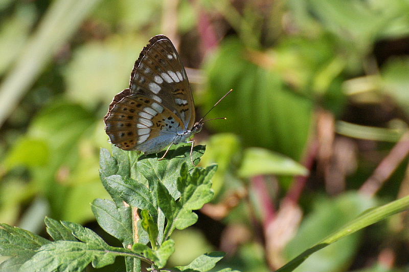 シルビアシジミ(2011/10/3)_f0031682_21355755.jpg