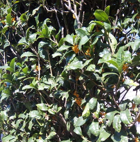 秋の香り_b0117785_11203027.jpg