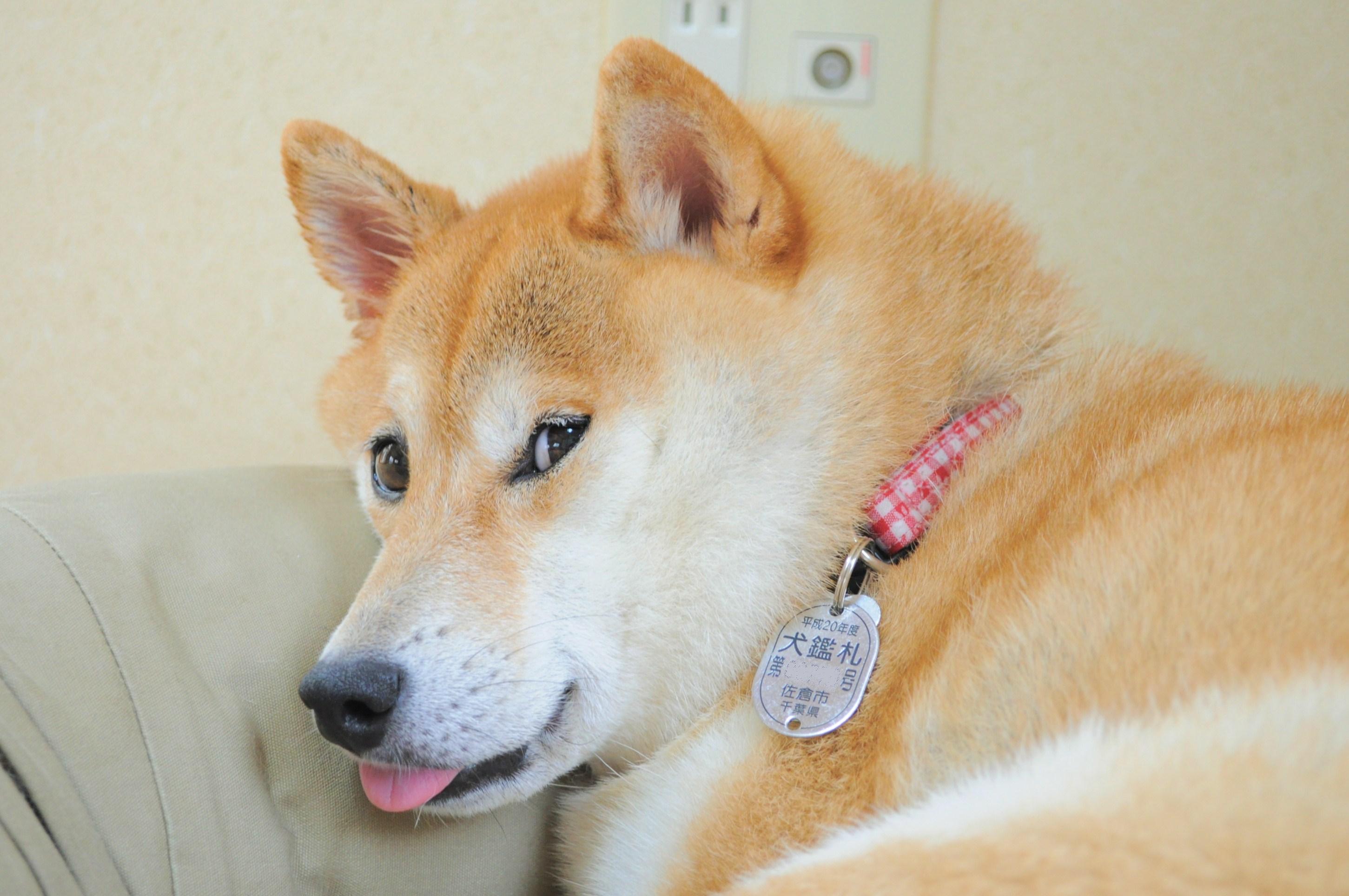 ベロンチョさん_a0126590_5461655.jpg