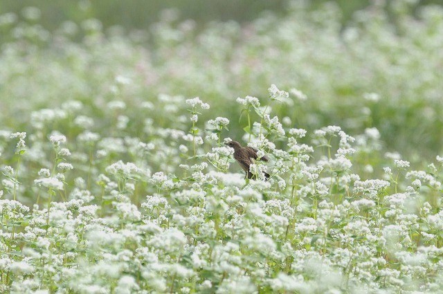 念願の蕎麦の花に・・・_a0117893_15283947.jpg