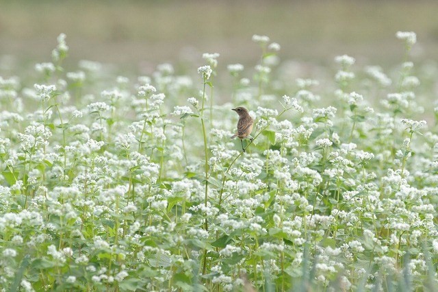 念願の蕎麦の花に・・・_a0117893_7233874.jpg