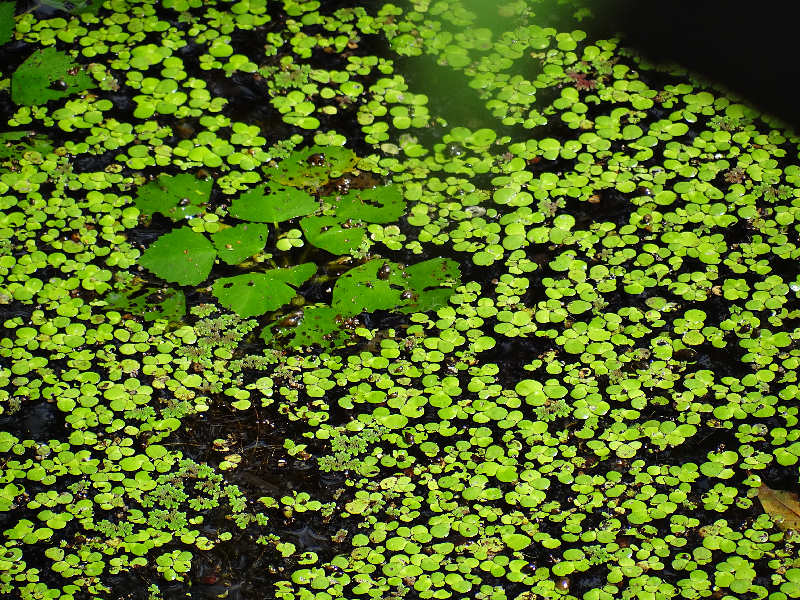 ウキクサ（舞鶴公園 2011/09/28撮影）_f0204094_19451421.jpg