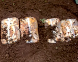 c0151898_12323746.jpg