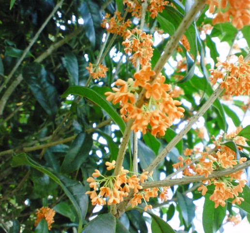 c0125702_15495151.jpg