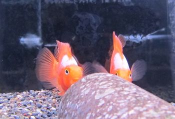 生体・水草・器具色々入荷しました。_a0193105_14282924.jpg