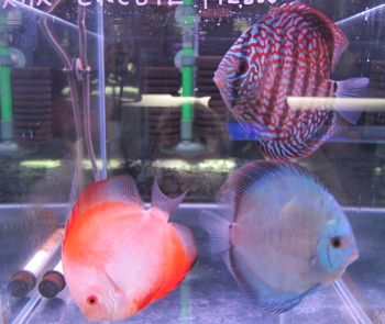 生体・水草・器具色々入荷しました。_a0193105_1431383.jpg