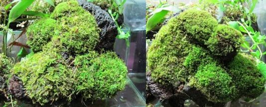 生体・水草・器具色々入荷しました。_a0193105_150423.jpg