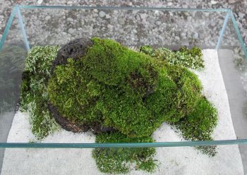 生体・水草・器具色々入荷しました。_a0193105_152348.jpg