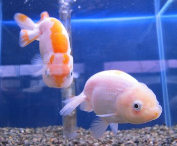 生体・水草・器具色々入荷しました。_a0193105_1564595.jpg