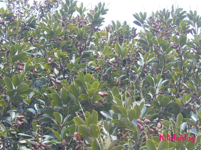 e0130008_19473816.jpg
