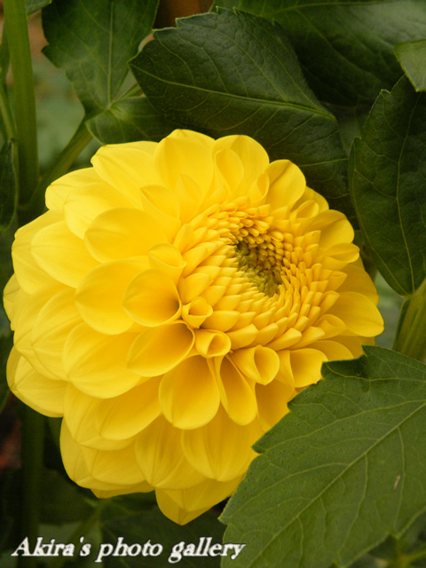 a0042211_8464030.jpg