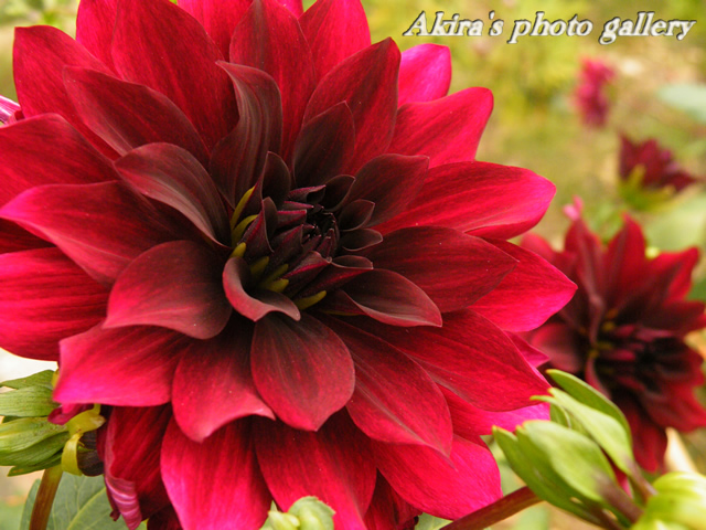 a0042211_847616.jpg