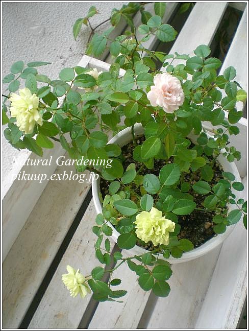 白とピンクと緑 色の変化を楽しめるミニバラグリーンアイス Natural Gardening