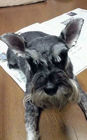 e0020214_18374366.gif