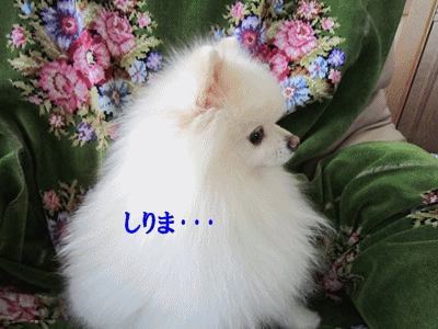 b0167519_9452196.gif