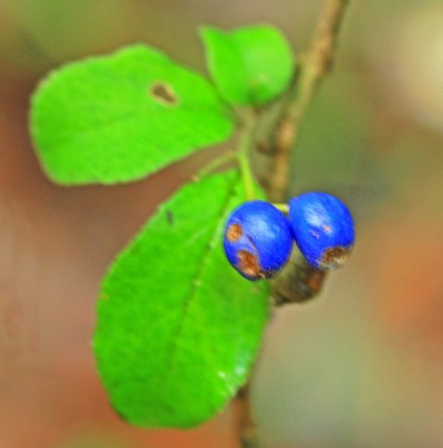 c0104227_22495529.jpg