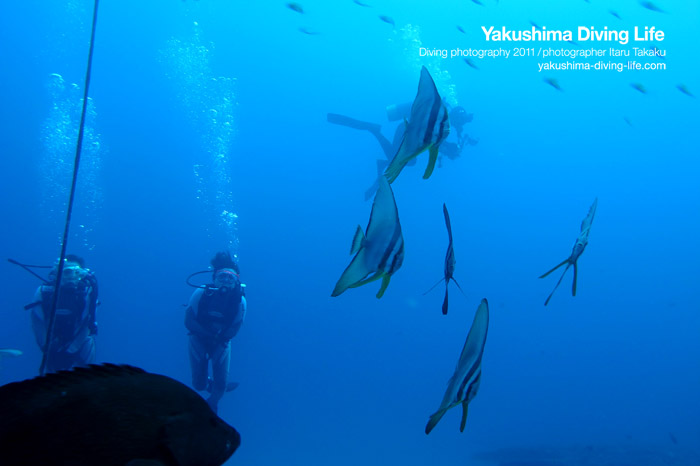お魚天国!?_b0186442_20415750.jpg