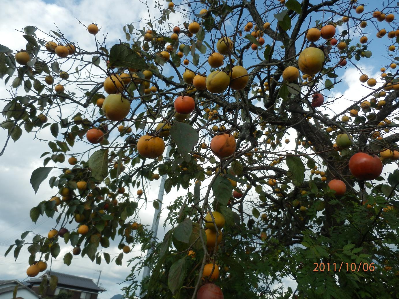 f0096643_0425781.jpg