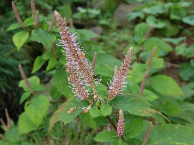 大丸葉の天人草 オオマルバノテンニンソウ ポピュラーな花