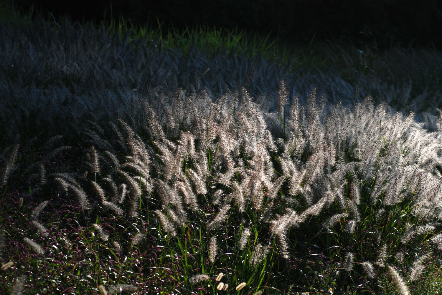 October 7, 2011　野という名の園_e0009147_18202274.jpg