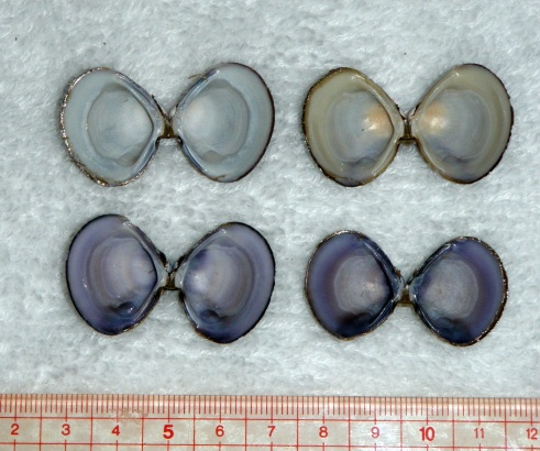 北上川のヤマトシジミ Beachmollusc ひむかのハマグリ