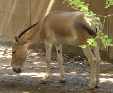 ズーラシアの動物たち_d0203850_8441624.jpg