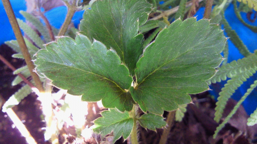 a0212656_1623576.jpg