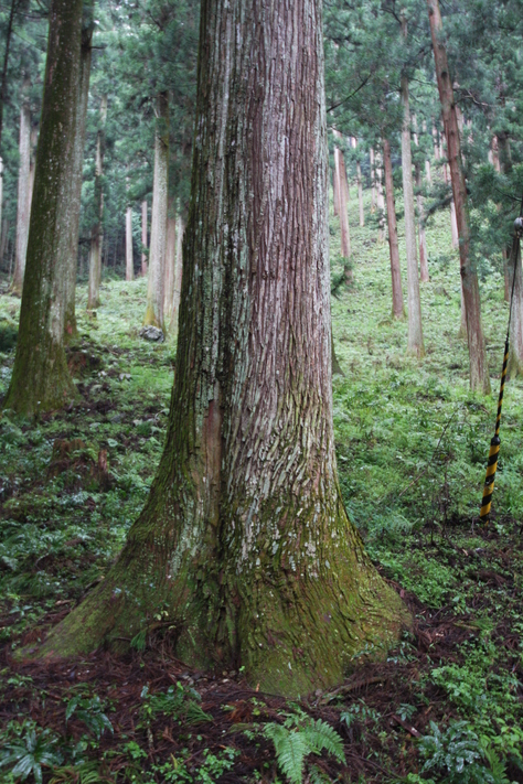 杉の研究 吉野編3_a0157159_2223889.jpg