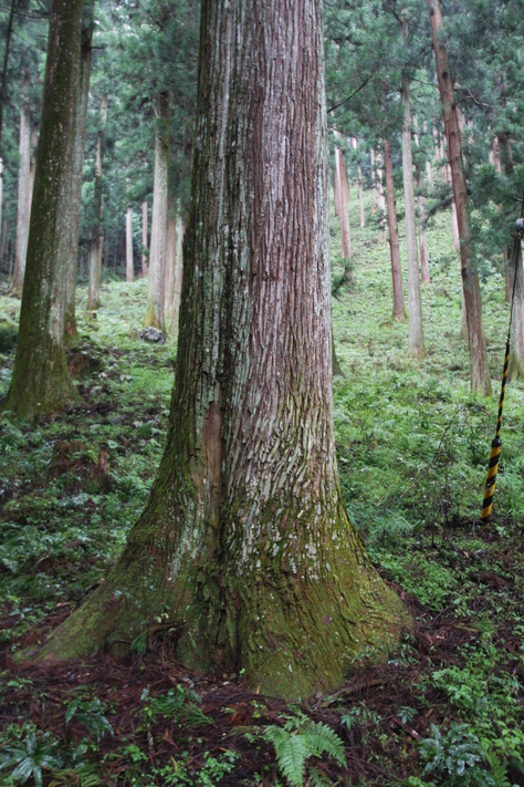 杉の研究　吉野編3_a0157159_2223889.jpg