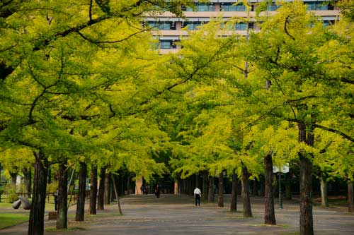 銀杏並木　　　　　　　　　H23.10.07　　晴_b0038868_17464786.jpg