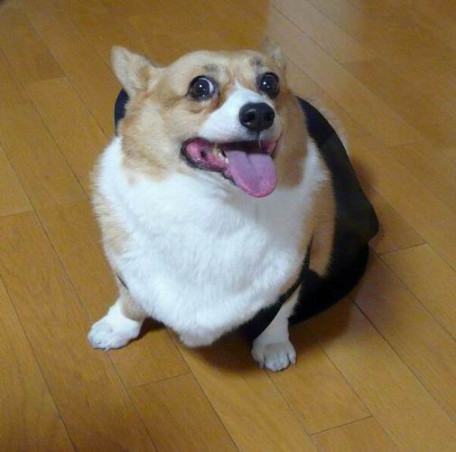 黒執事犬 コーギーと私