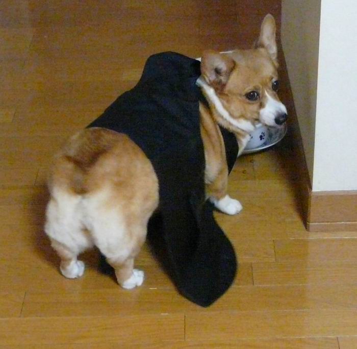黒執事犬 コーギーと私