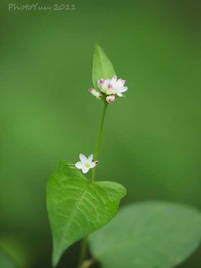 山の花いろいろ2）_b0078874_14493999.jpg