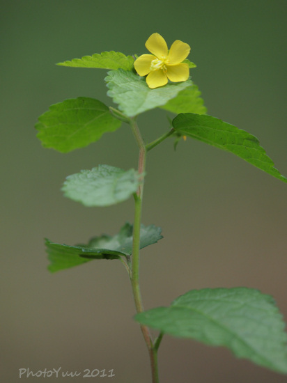 山の花いろいろ2）_b0078874_1450711.jpg